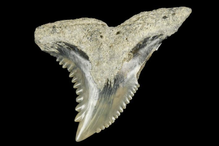 Snaggletooth Shark (Hemipristis) Tooth - Aurora, NC #180123